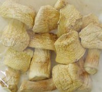 cogumelos agaricus balzei 